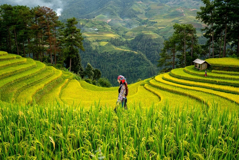 Vegetable Garden
